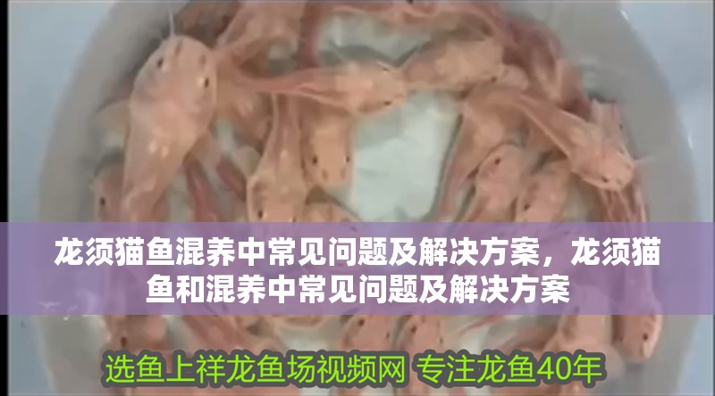 龍須貓魚混養(yǎng)中常見問題及解決方案，龍須貓魚和混養(yǎng)中常見問題及解決方案