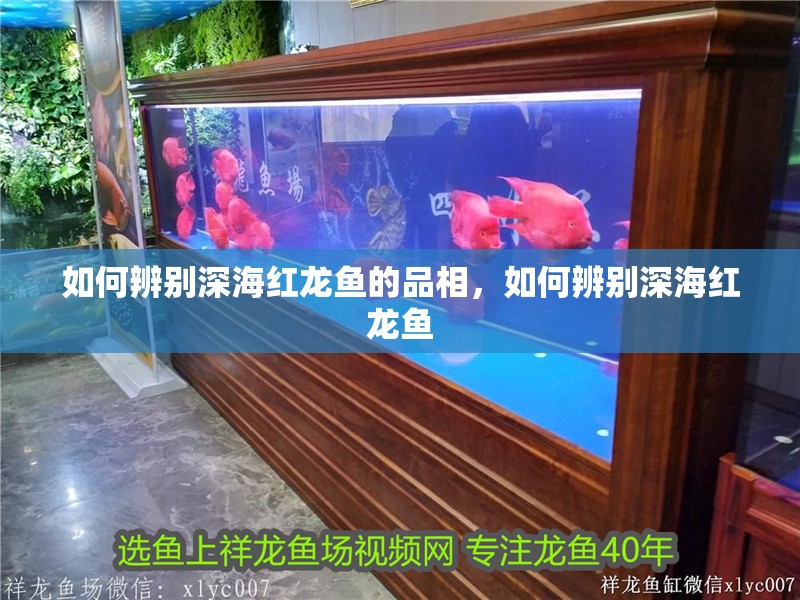 如何辨別深海紅龍魚的品相，如何辨別深海紅龍魚