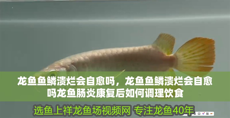 龍魚魚鱗潰爛會(huì)自愈嗎,龍魚魚鱗潰爛會(huì)自愈嗎龍魚腸炎康復(fù)后如何調(diào)理飲食