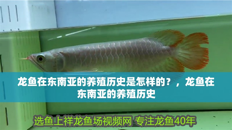 龍魚在東南亞的養殖歷史是怎樣的？，龍魚在東南亞的養殖歷史