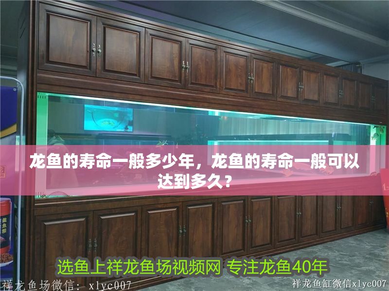 龍魚的壽命一般多少年，龍魚的壽命一般可以達到多久？