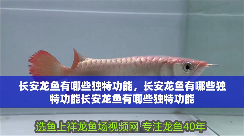 長安龍魚有哪些獨特功能，長安龍魚有哪些獨特功能長安龍魚有哪些獨特功能