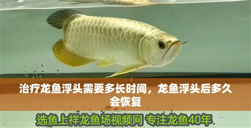 治療龍魚浮頭需要多長時間，龍魚浮頭后多久會恢復(fù)