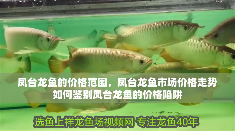 鳳臺龍魚的價格范圍，鳳臺龍魚市場價格走勢如何鑒別鳳臺龍魚的價格陷阱