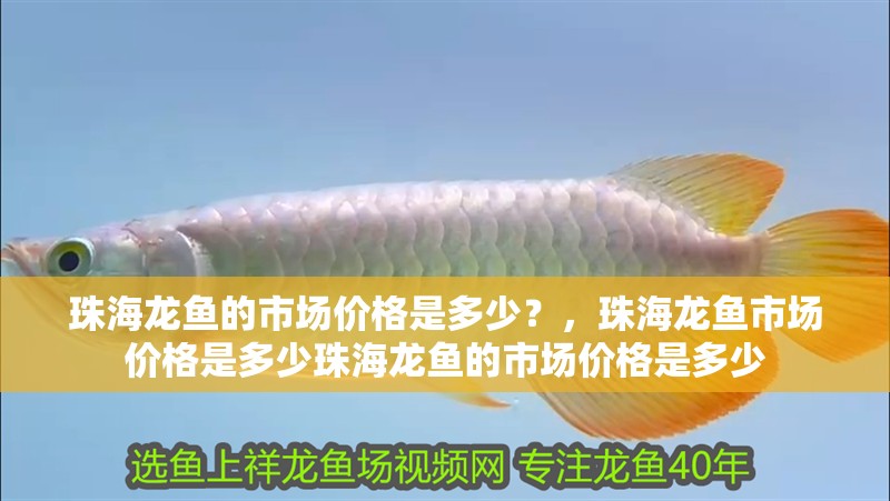 珠海龍魚(yú)的市場(chǎng)價(jià)格是多少？，珠海龍魚(yú)市場(chǎng)價(jià)格是多少珠海龍魚(yú)的市場(chǎng)價(jià)格是多少