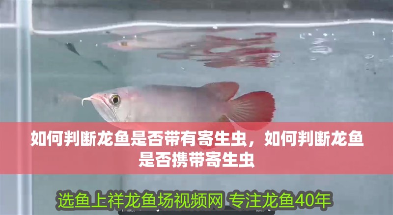 如何判斷龍魚是否帶有寄生蟲，如何判斷龍魚是否攜帶寄生蟲