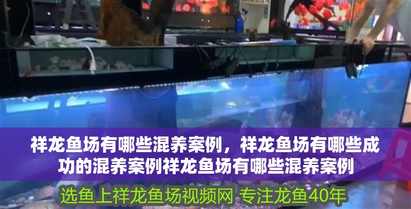 祥龍魚場有哪些混養案例，祥龍魚場有哪些成功的混養案例祥龍魚場有哪些混養案例