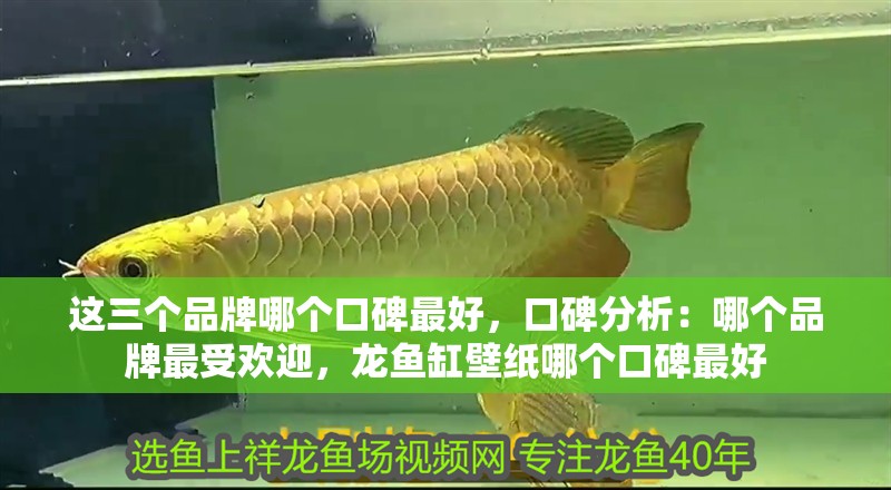 這三個品牌哪個口碑最好，口碑分析：哪個品牌最受歡迎，龍魚缸壁紙哪個口碑最好