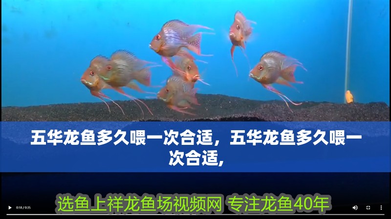 五華龍魚多久喂一次合適，五華龍魚多久喂一次合適,