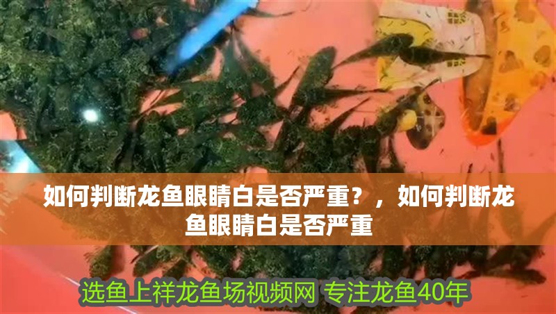 如何判斷龍魚眼睛白是否嚴重？，如何判斷龍魚眼睛白是否嚴重