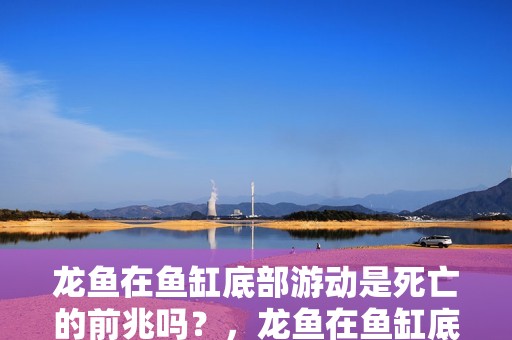 龍魚在魚缸底部游動(dòng)是死亡的前兆嗎？，龍魚在魚缸底部游動(dòng)不一定是死亡的前兆但確實(shí)可能是疾病前兆