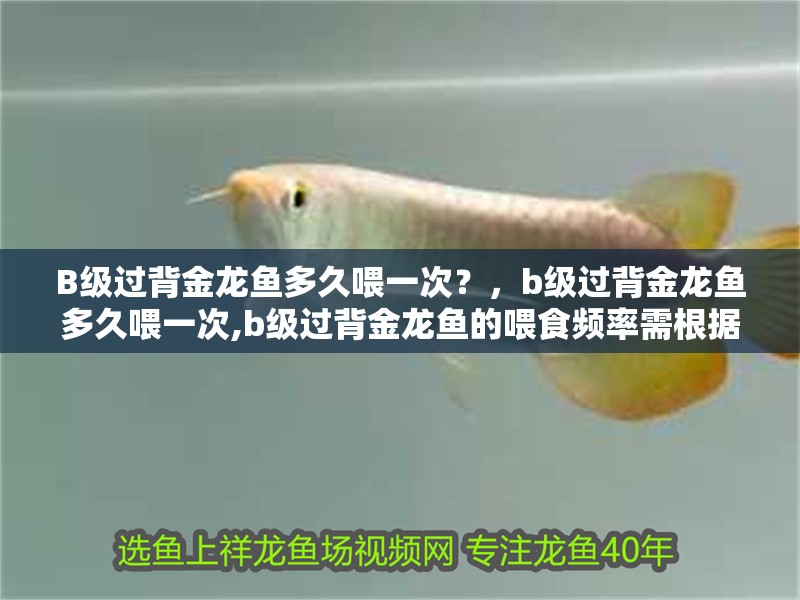 B級過背金龍魚多久喂一次？，b級過背金龍魚多久喂一次,b級過背金龍魚的喂食頻率需根據其生長階段、體型大小和健康狀態科學調整