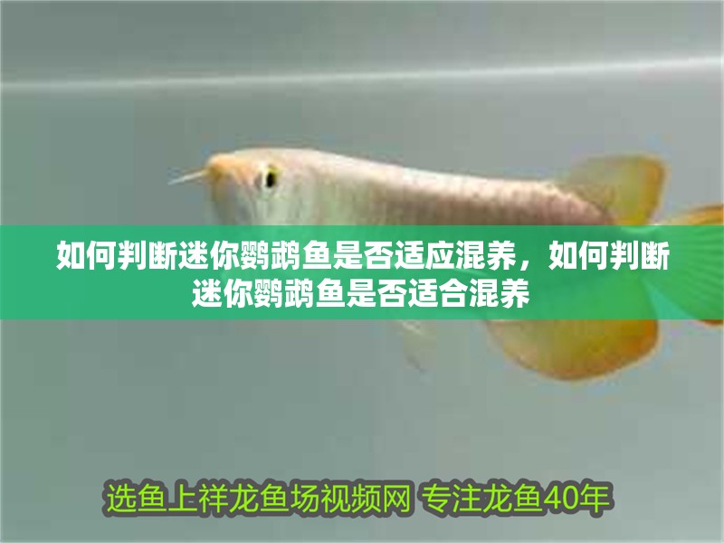 如何判斷迷你鸚鵡魚是否適應混養，如何判斷迷你鸚鵡魚是否適合混養