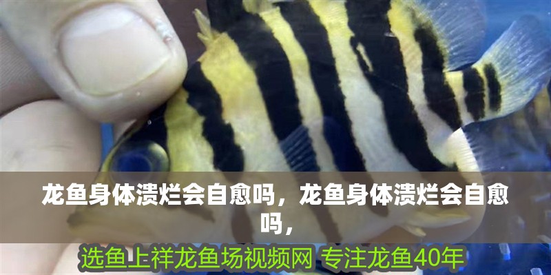龍魚身體潰爛會自愈嗎，龍魚身體潰爛會自愈嗎，