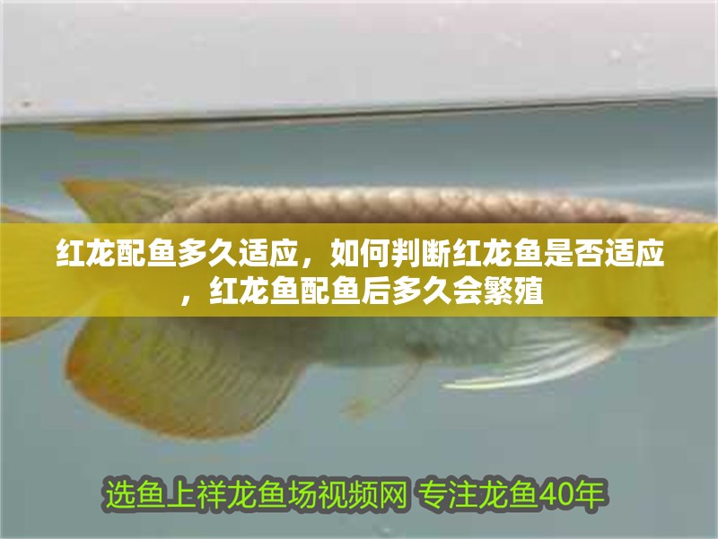 紅龍配魚多久適應，如何判斷紅龍魚是否適應，紅龍魚配魚后多久會繁殖