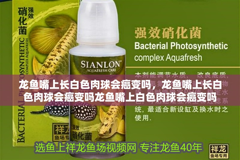 龍魚嘴上長白色肉球會癌變嗎，龍魚嘴上長白色肉球會癌變嗎龍魚嘴上白色肉球會癌變嗎