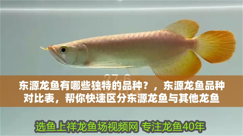 東源龍魚有哪些獨(dú)特的品種？，東源龍魚品種對比表，幫你快速區(qū)分東源龍魚與其他龍魚