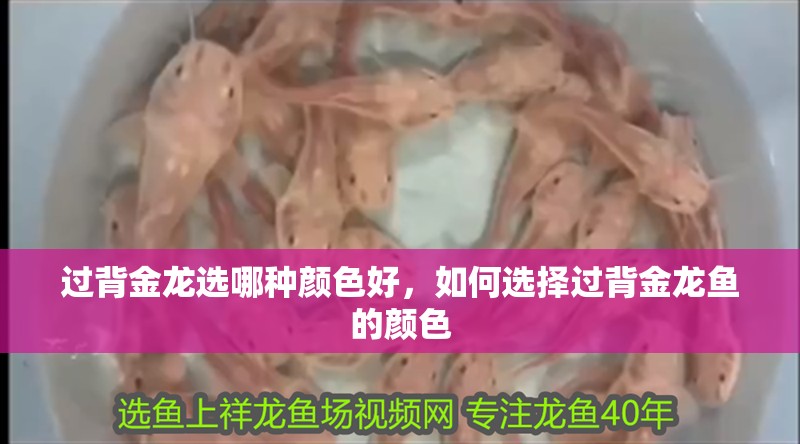 過背金龍選哪種顏色好，如何選擇過背金龍魚的顏色