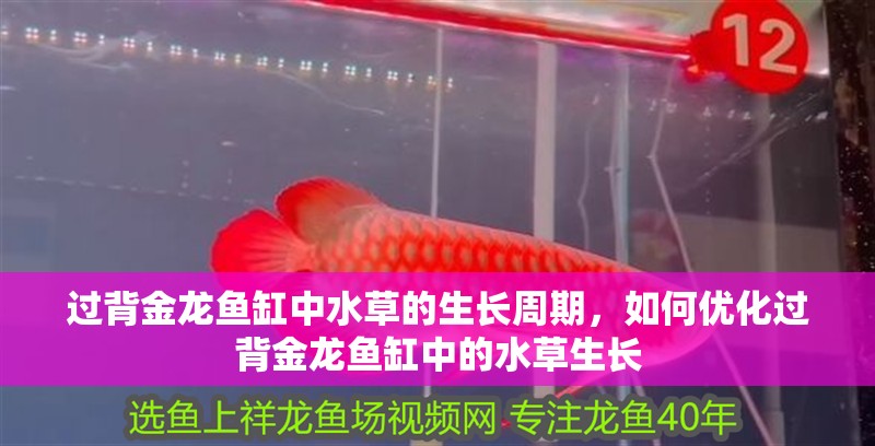 過背金龍魚缸中水草的生長(zhǎng)周期，如何優(yōu)化過背金龍魚缸中的水草生長(zhǎng)