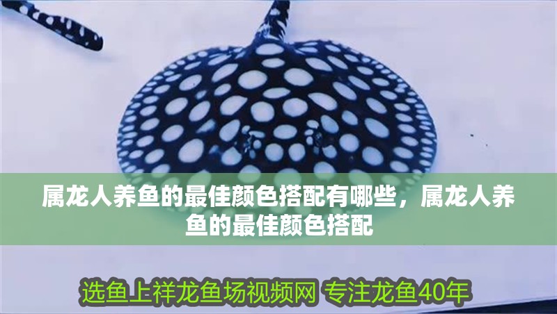 屬龍人養魚的最佳顏色搭配有哪些，屬龍人養魚的最佳顏色搭配