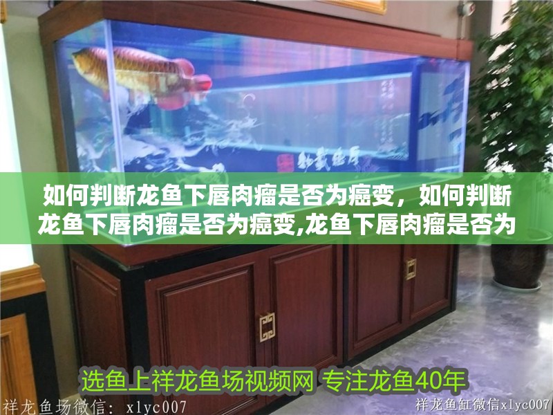 如何判斷龍魚下唇肉瘤是否為癌變，如何判斷龍魚下唇肉瘤是否為癌變,龍魚下唇肉瘤是否為癌變