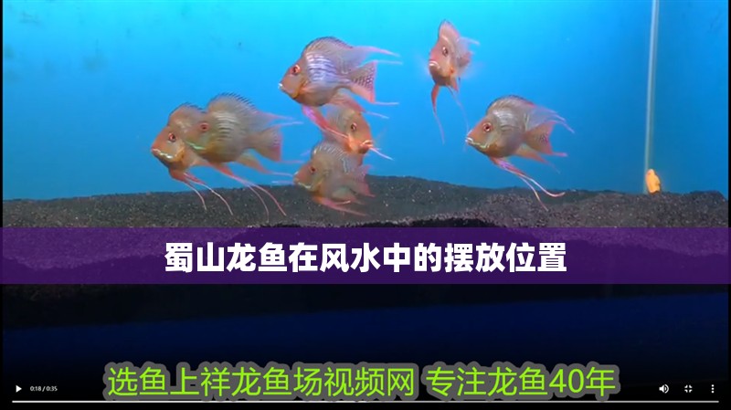 蜀山龍魚(yú)在風(fēng)水中的擺放位置