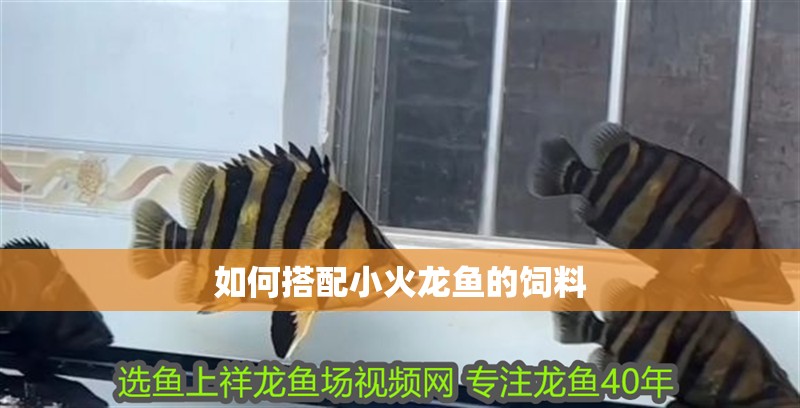 如何搭配小火龍魚的飼料