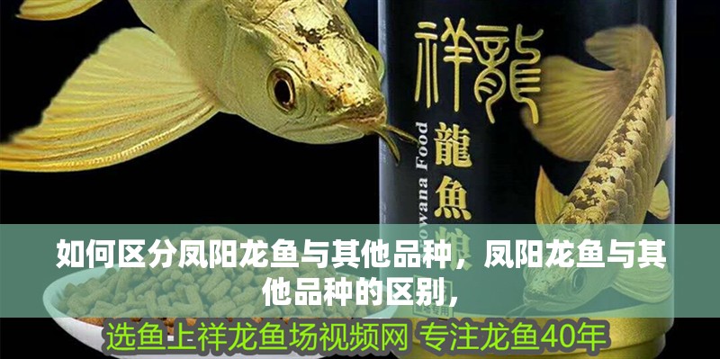 如何區(qū)分鳳陽龍魚與其他品種，鳳陽龍魚與其他品種的區(qū)別，