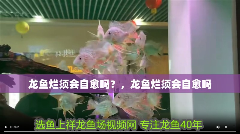 龍魚爛須會自愈嗎？，龍魚爛須會自愈嗎