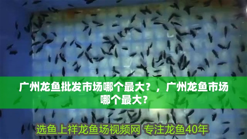 廣州龍魚批發市場哪個最大？，廣州龍魚市場哪個最大？