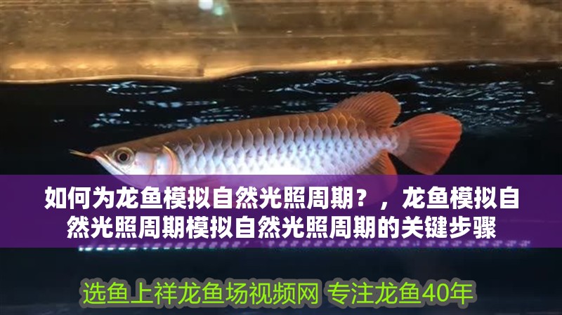 如何為龍魚模擬自然光照周期？，龍魚模擬自然光照周期模擬自然光照周期的關鍵步驟