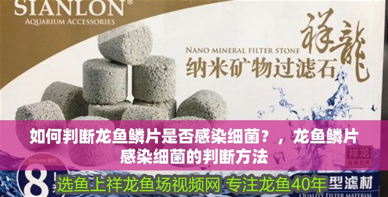 如何判斷龍魚鱗片是否感染細(xì)菌？，龍魚鱗片感染細(xì)菌的判斷方法