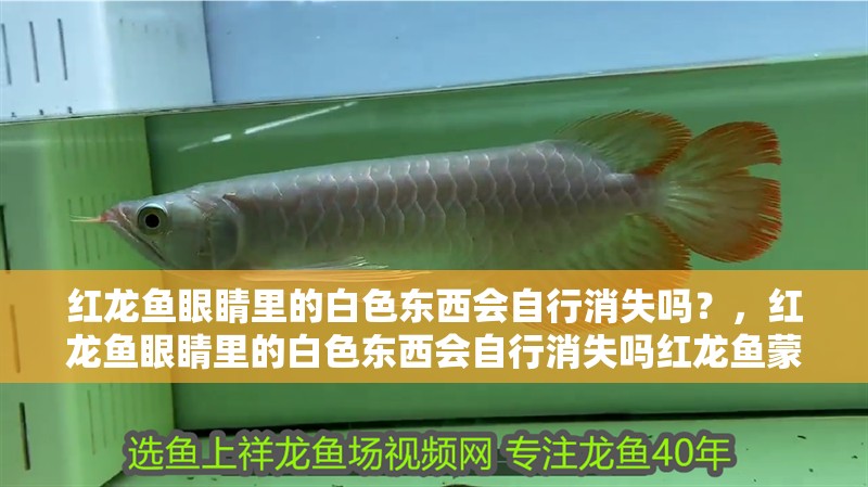 紅龍魚眼睛里的白色東西會自行消失嗎？，紅龍魚眼睛里的白色東西會自行消失嗎紅龍魚蒙眼治療需要多久