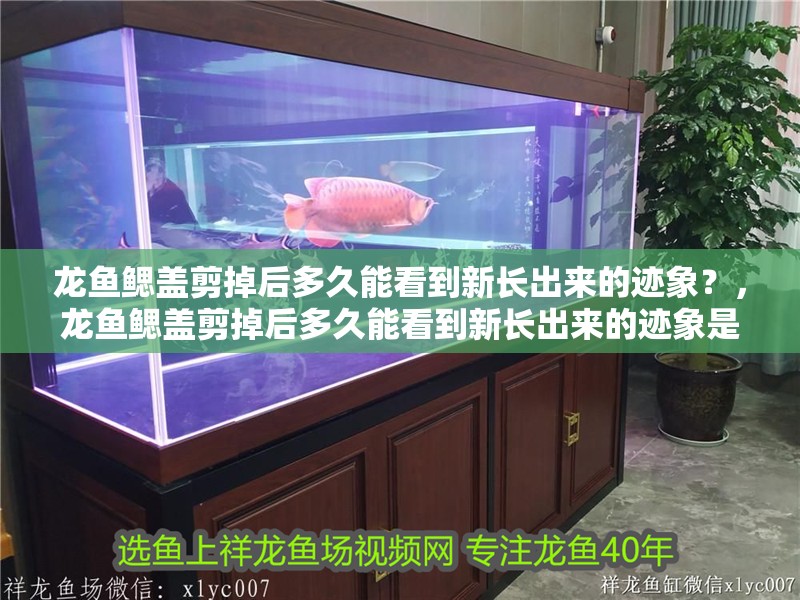 龍魚鰓蓋剪掉后多久能看到新長出來的跡象？，龍魚鰓蓋剪掉后多久能看到新長出來的跡象是否感染