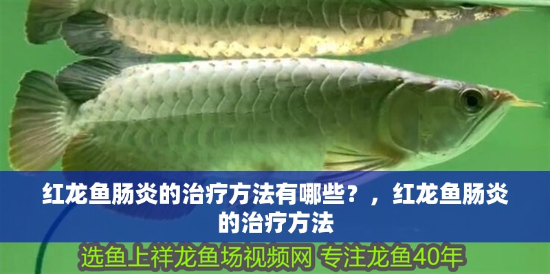 紅龍魚腸炎的治療方法有哪些？，紅龍魚腸炎的治療方法
