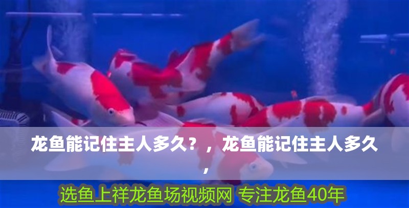 龍魚能記住主人多久？，龍魚能記住主人多久，