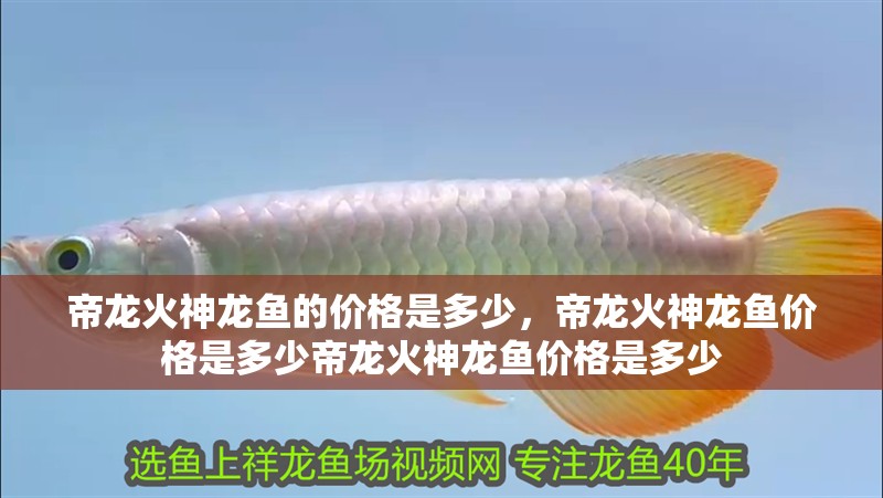 帝龍火神龍魚的價(jià)格是多少，帝龍火神龍魚價(jià)格是多少帝龍火神龍魚價(jià)格是多少