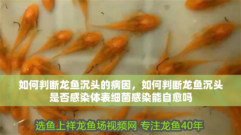 如何判斷龍魚沉頭的病因，如何判斷龍魚沉頭是否感染體表細菌感染能自愈嗎