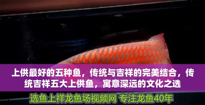 上供最好的五種魚，傳統與吉祥的完美結合，傳統吉祥五大上供魚，寓意深遠的文化之選