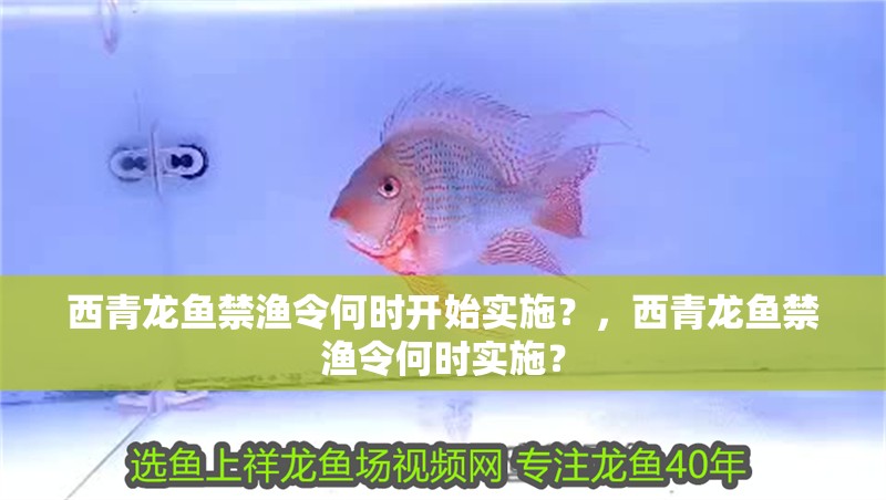 西青龍魚禁漁令何時開始實施？，西青龍魚禁漁令何時實施？
