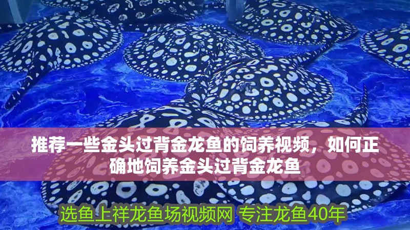 推薦一些金頭過背金龍魚的飼養視頻，如何正確地飼養金頭過背金龍魚