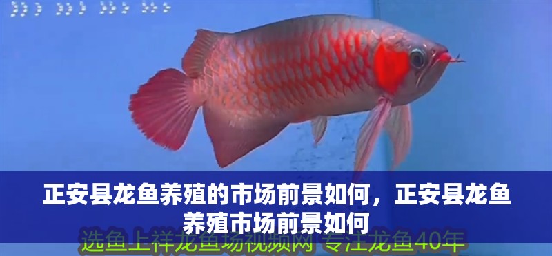正安縣龍魚養(yǎng)殖的市場(chǎng)前景如何，正安縣龍魚養(yǎng)殖市場(chǎng)前景如何