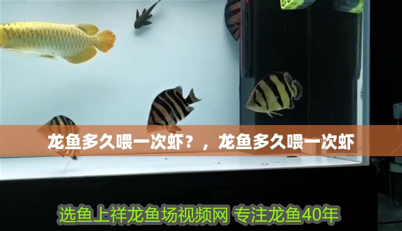 龍魚多久喂一次蝦？，龍魚多久喂一次蝦