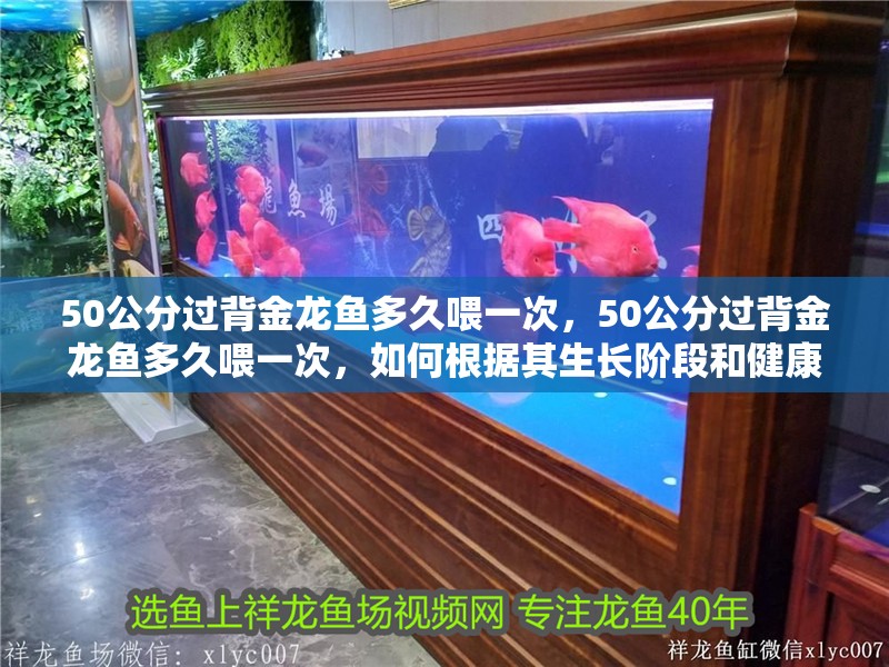 50公分過背金龍魚多久喂一次，50公分過背金龍魚多久喂一次，如何根據其生長階段和健康狀況調整喂食計劃