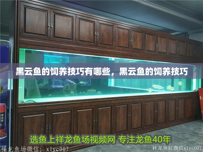 黑云魚的飼養技巧有哪些，黑云魚的飼養技巧