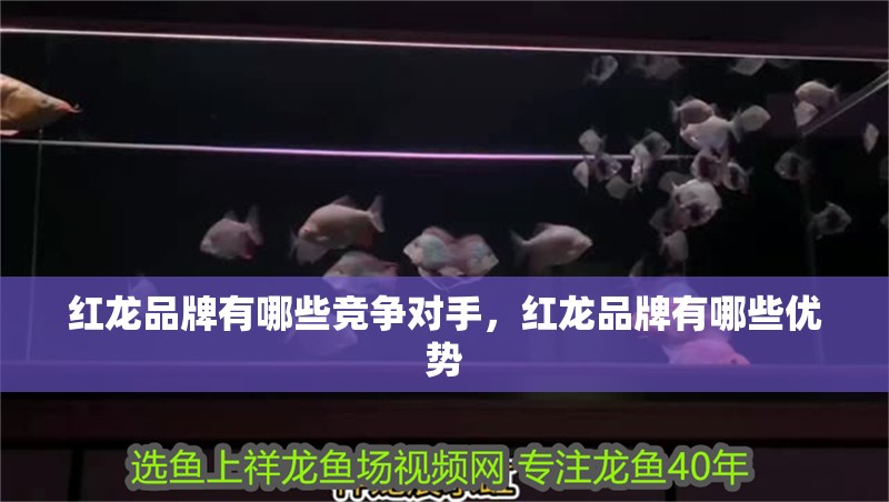 紅龍品牌有哪些競爭對手，紅龍品牌有哪些優勢
