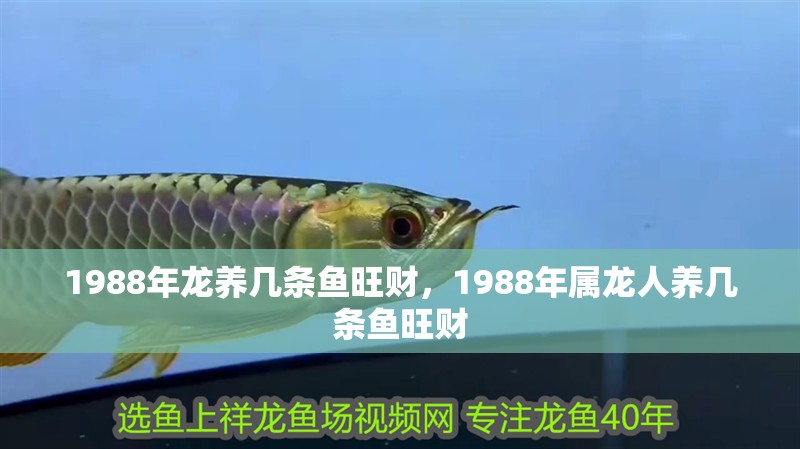 1988年龍養幾條魚旺財，1988年屬龍人養幾條魚旺財