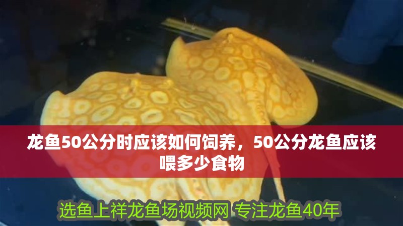 龍魚50公分時應該如何飼養，50公分龍魚應該喂多少食物