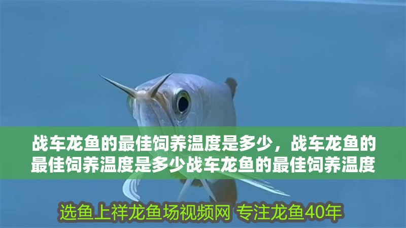 戰車龍魚的最佳飼養溫度是多少，戰車龍魚的最佳飼養溫度是多少戰車龍魚的最佳飼養溫度是多少