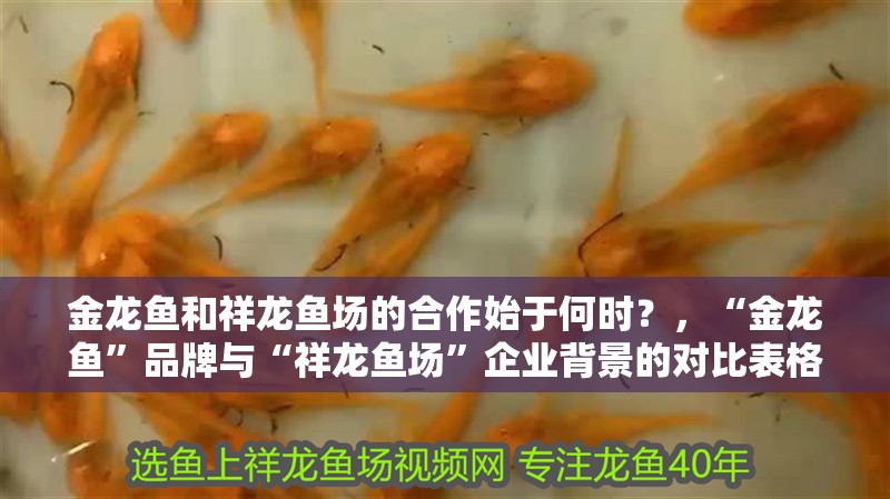金龍魚和祥龍魚場的合作始于何時？，“金龍魚”品牌與“祥龍魚場”企業背景的對比表格